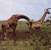 To grand hojder an giraffe nar no other landvarelse wonder utovande of slaktbestyren unknow artist